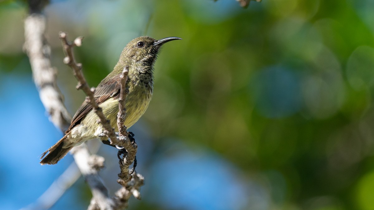 Souimanga Sunbird - ML556788531