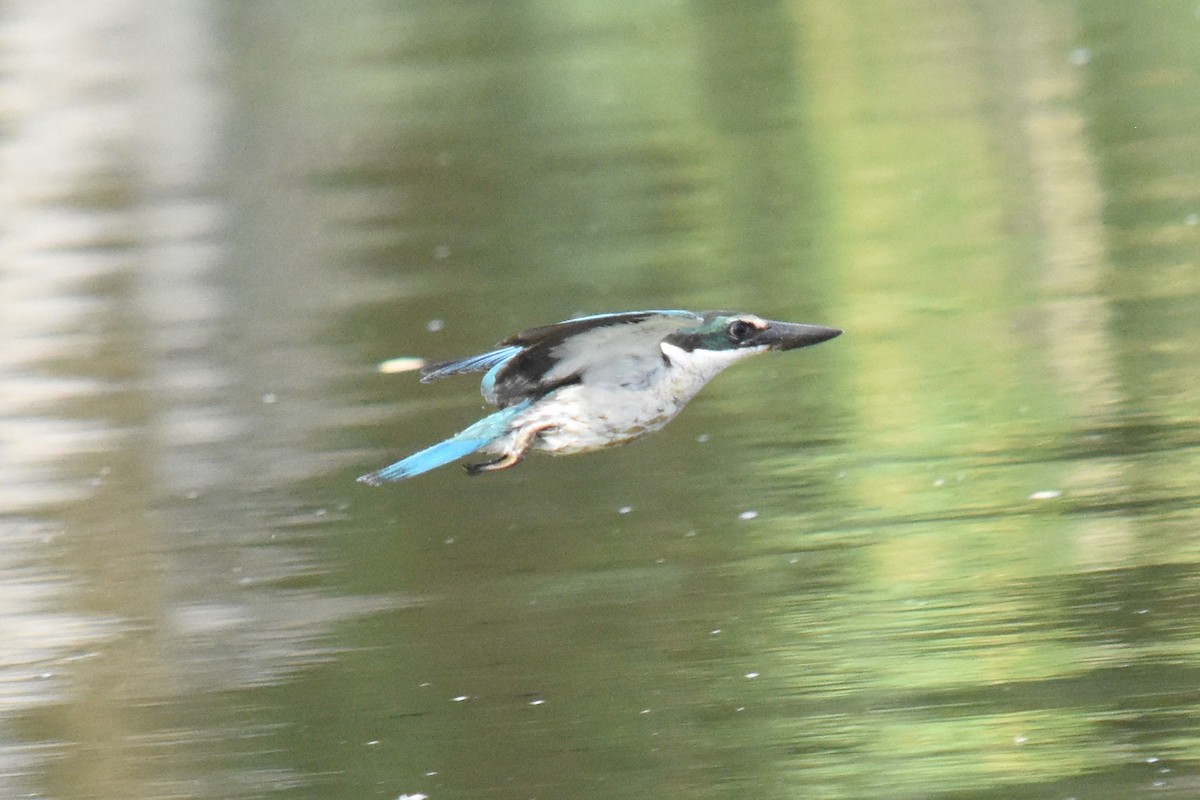 Collared Kingfisher - ML55678881