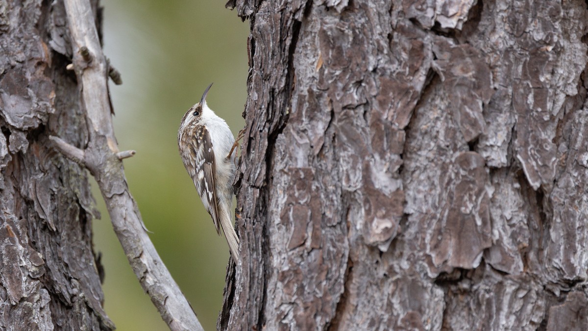 Brown Creeper - ML556789761