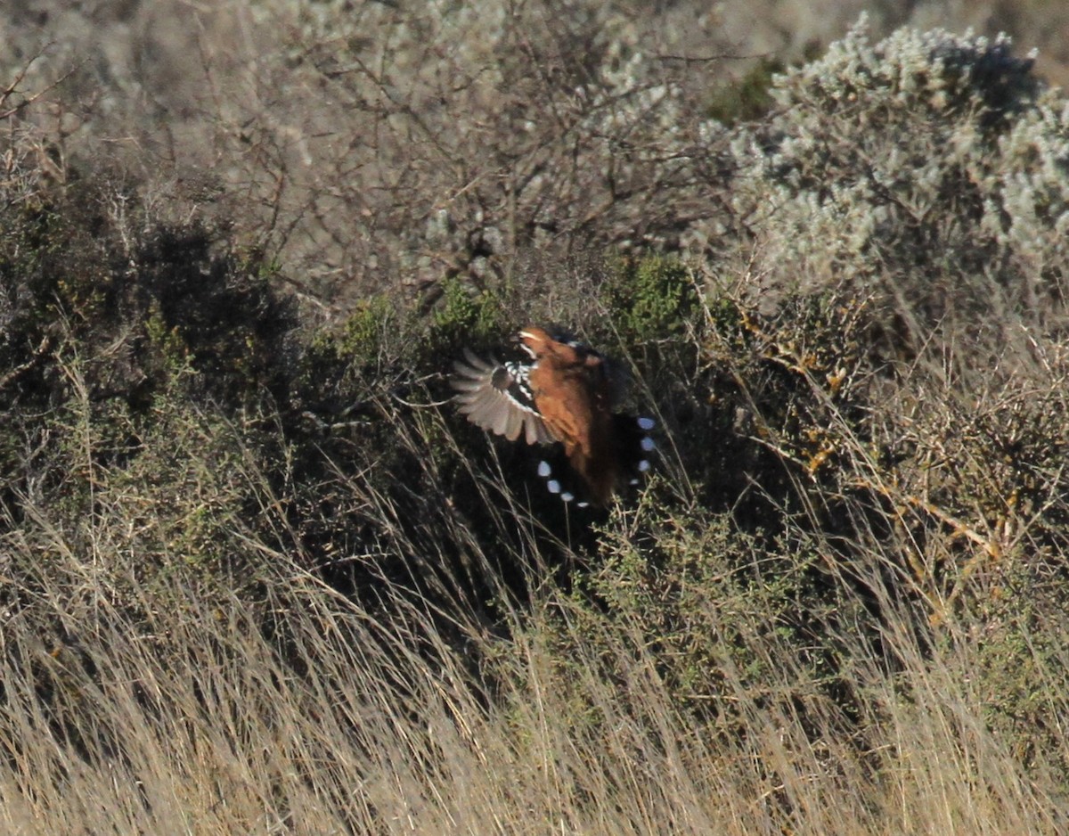 Nullarbor Quail-thrush - ML556790751