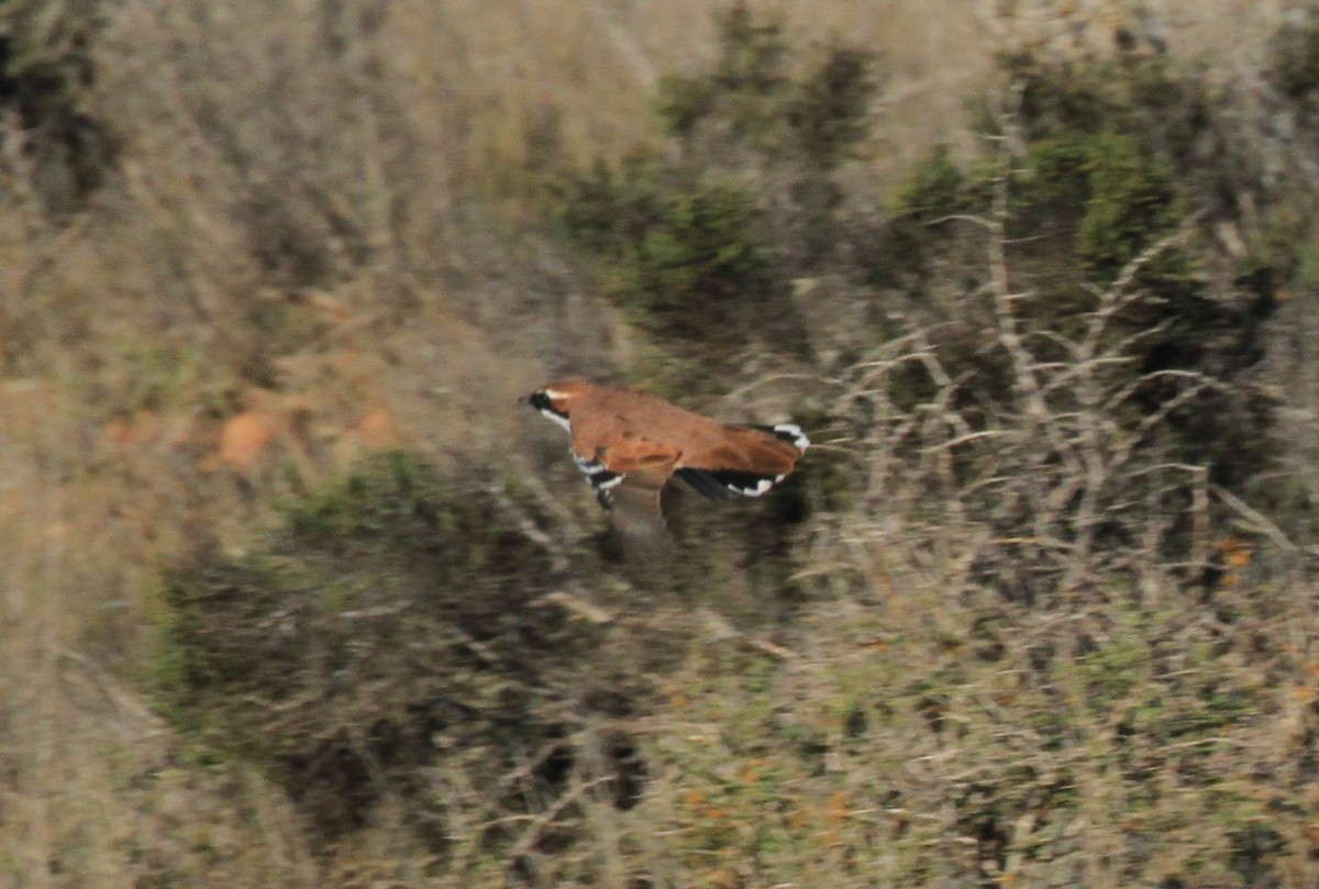 Nullarbor Quail-thrush - ML556790811