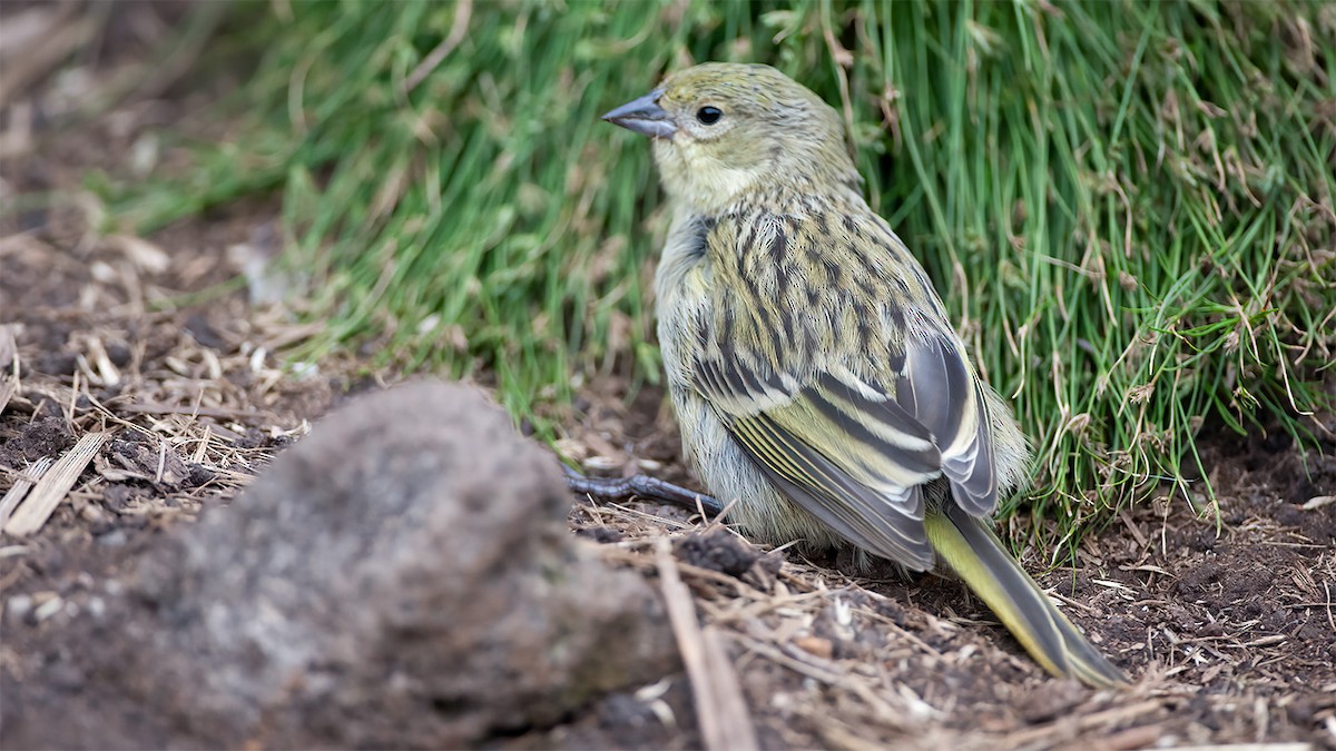 Inaccessible Island Finch - Toy Janssen