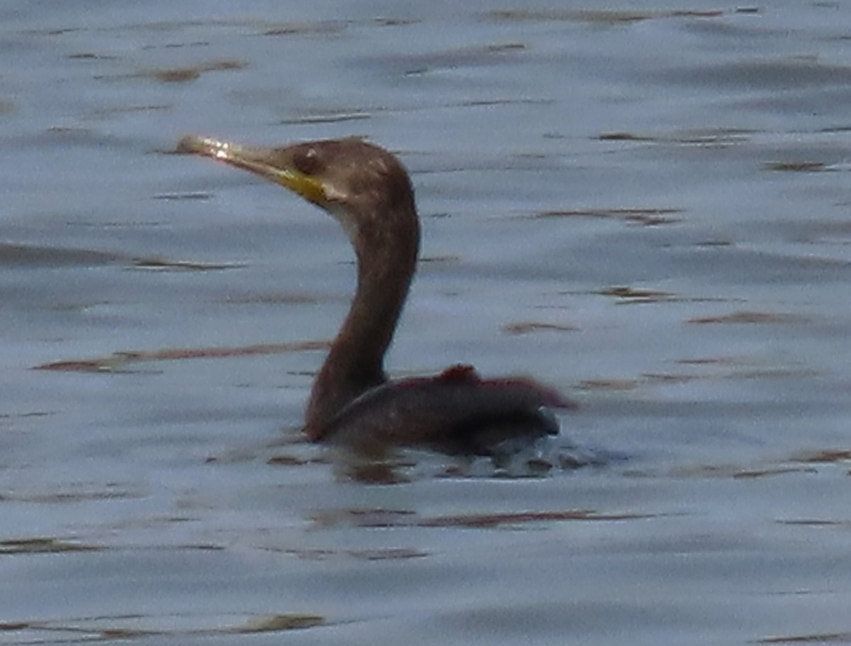 Indian Cormorant - ML556792251