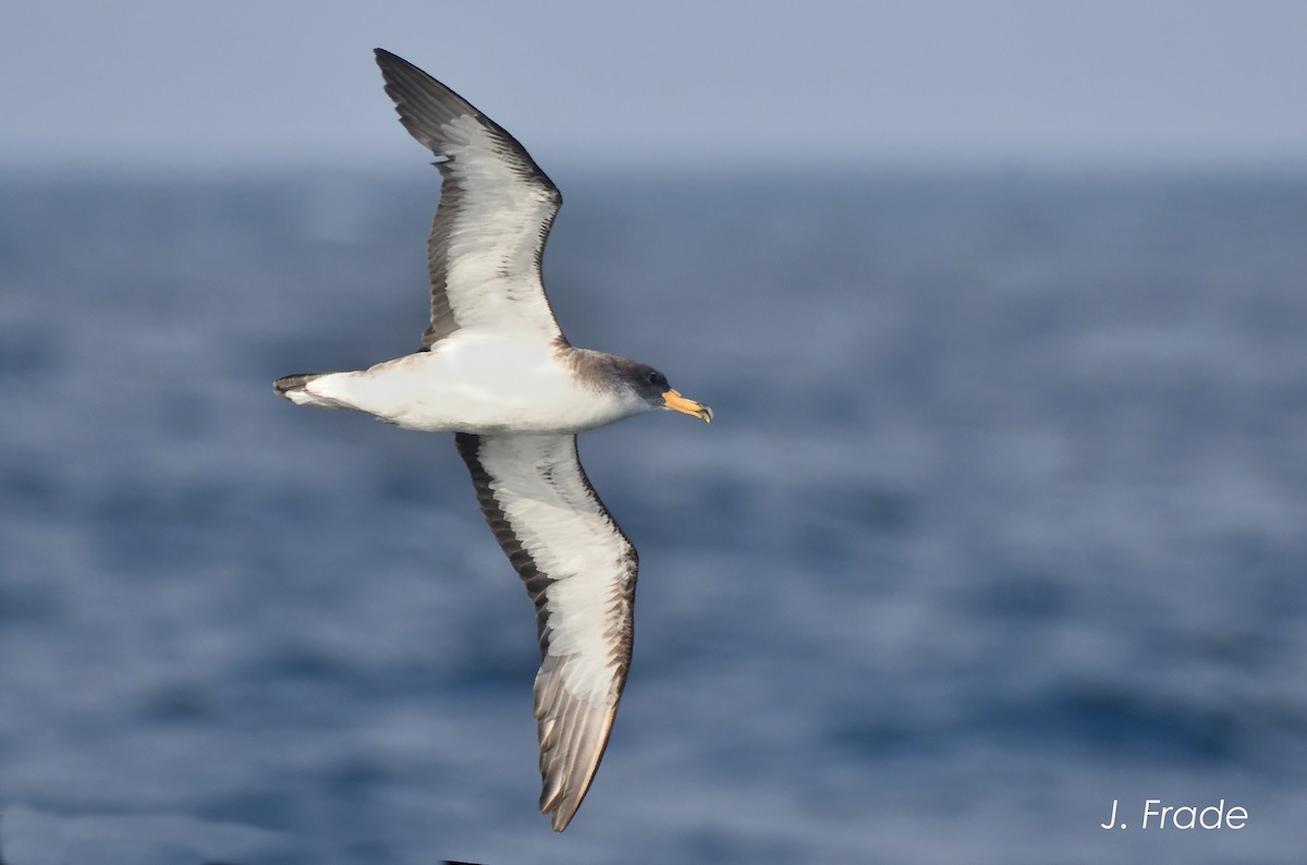 Cory's Shearwater - ML556793771