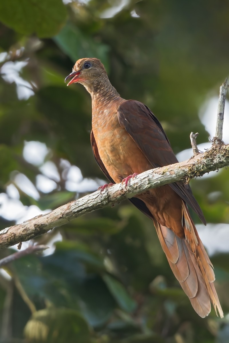 Amboyna Cuckoo-Dove - ML556794691