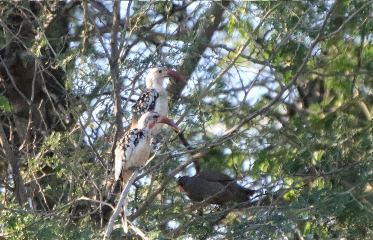 Damara Red-billed Hornbill - pedro maia