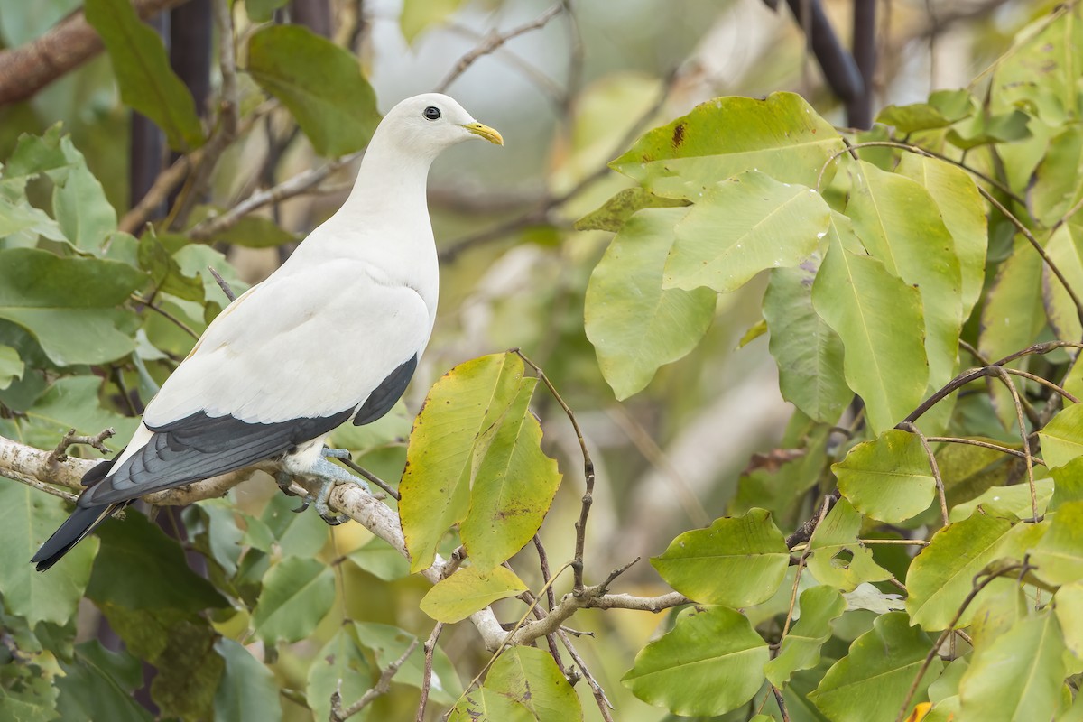 Torresian Imperial-Pigeon - ML556795171