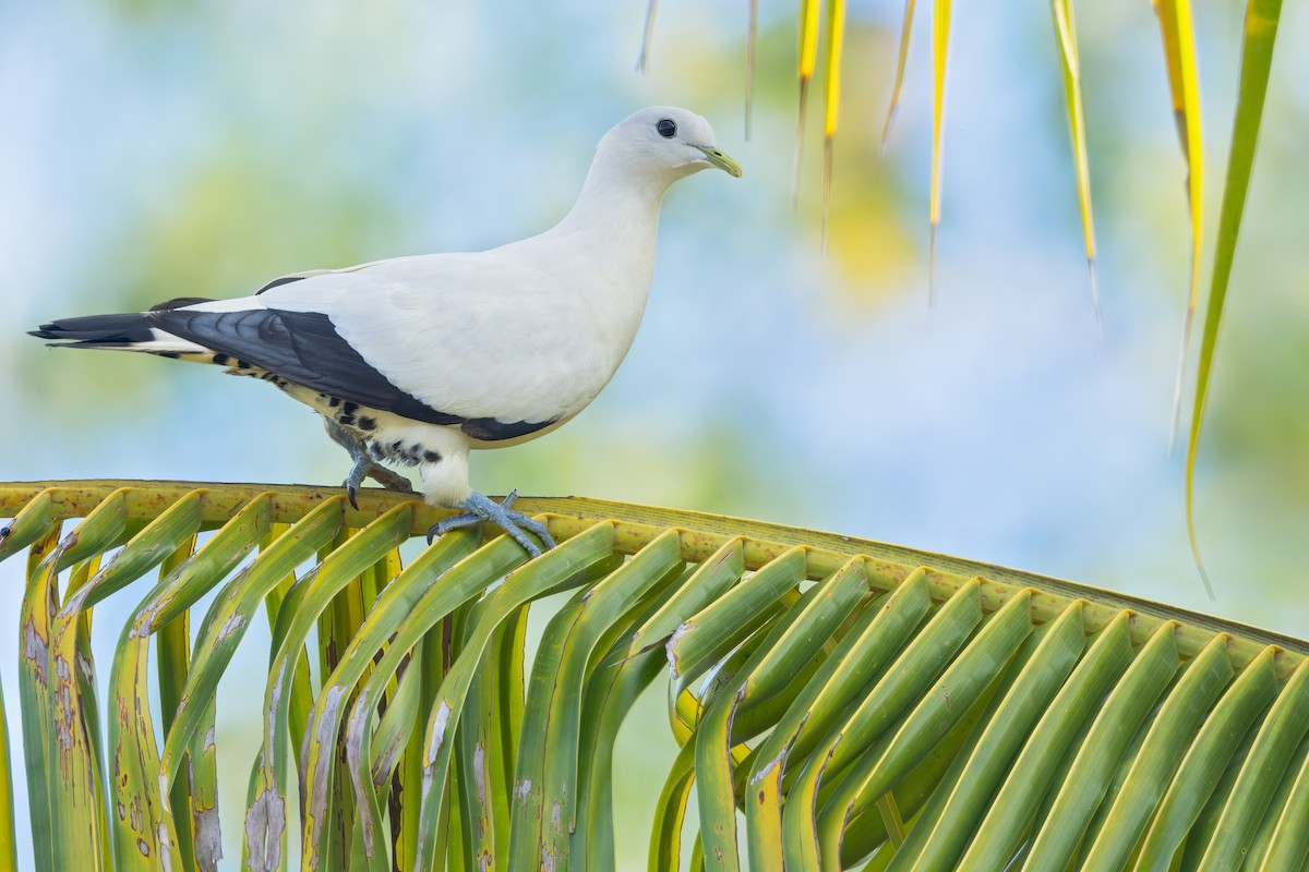 Torresian Imperial-Pigeon - ML556795271