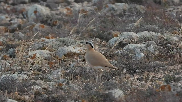 Cream-colored Courser - ML556796921