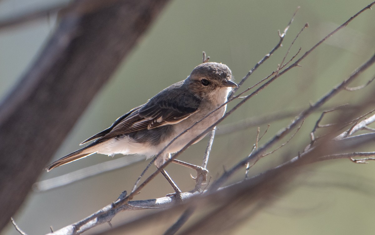 Hooded Robin - ML556798801