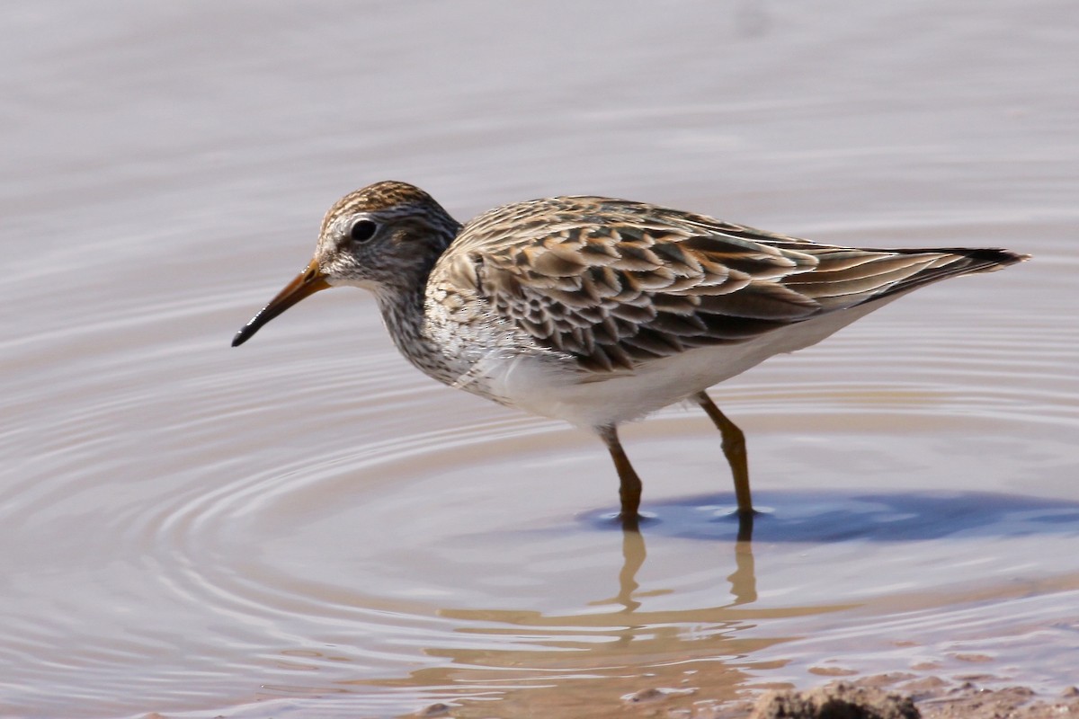 Pectoral Sandpiper - Ronald Newhouse