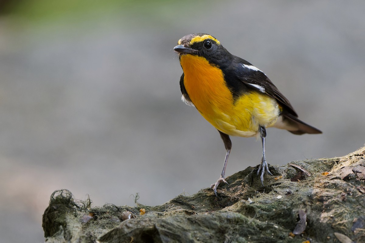 Narcissus Flycatcher - ML556799081