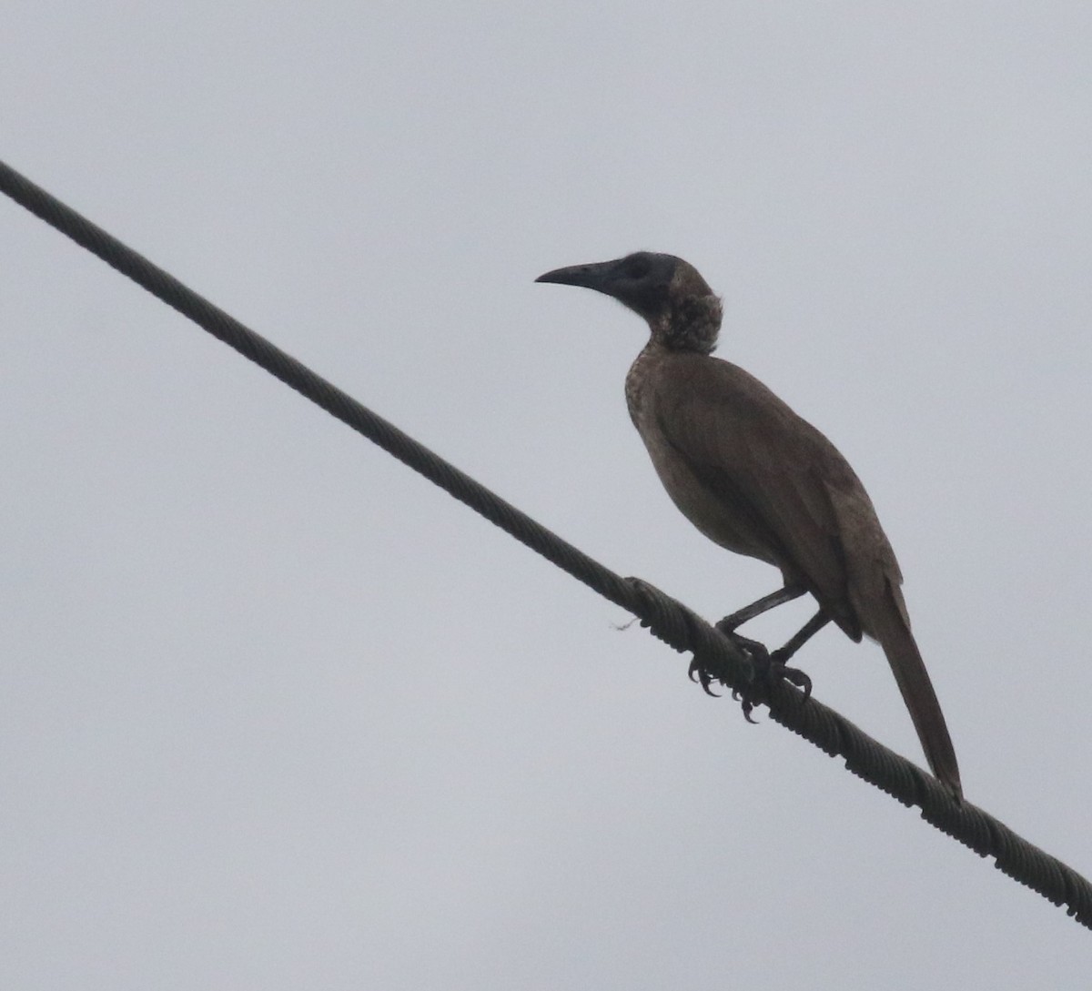 Helmeted Friarbird - ML556799371