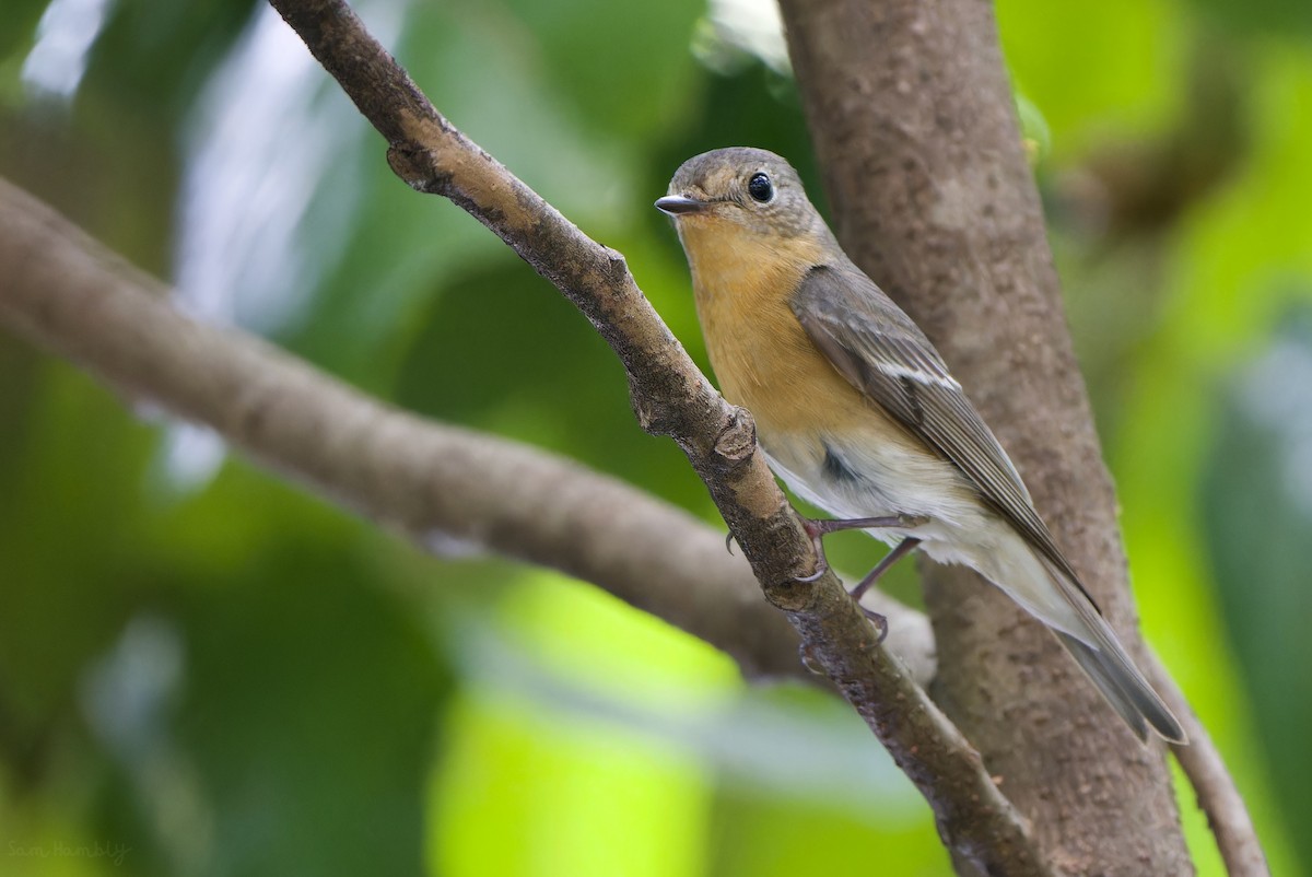 Mugimaki Flycatcher - Sam Hambly