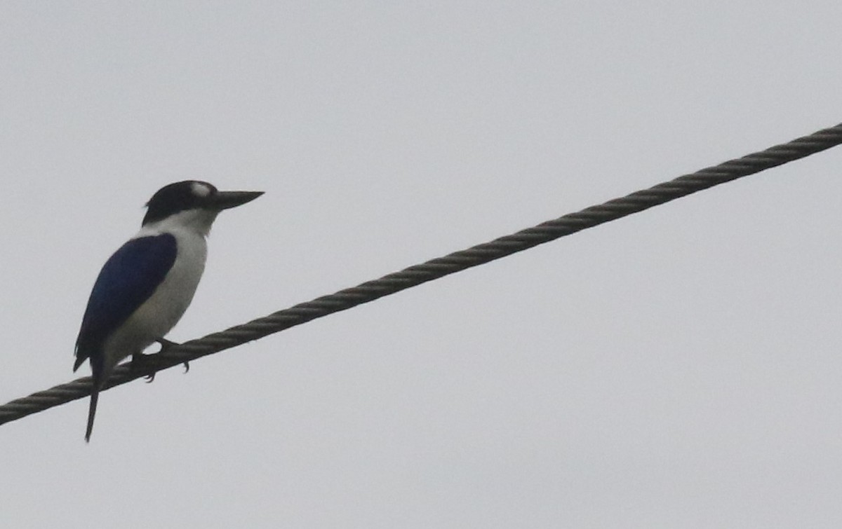 Forest Kingfisher - Nidhin Joseph