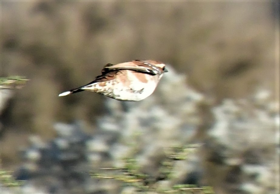 Nullarbor Quail-thrush - ML556799921