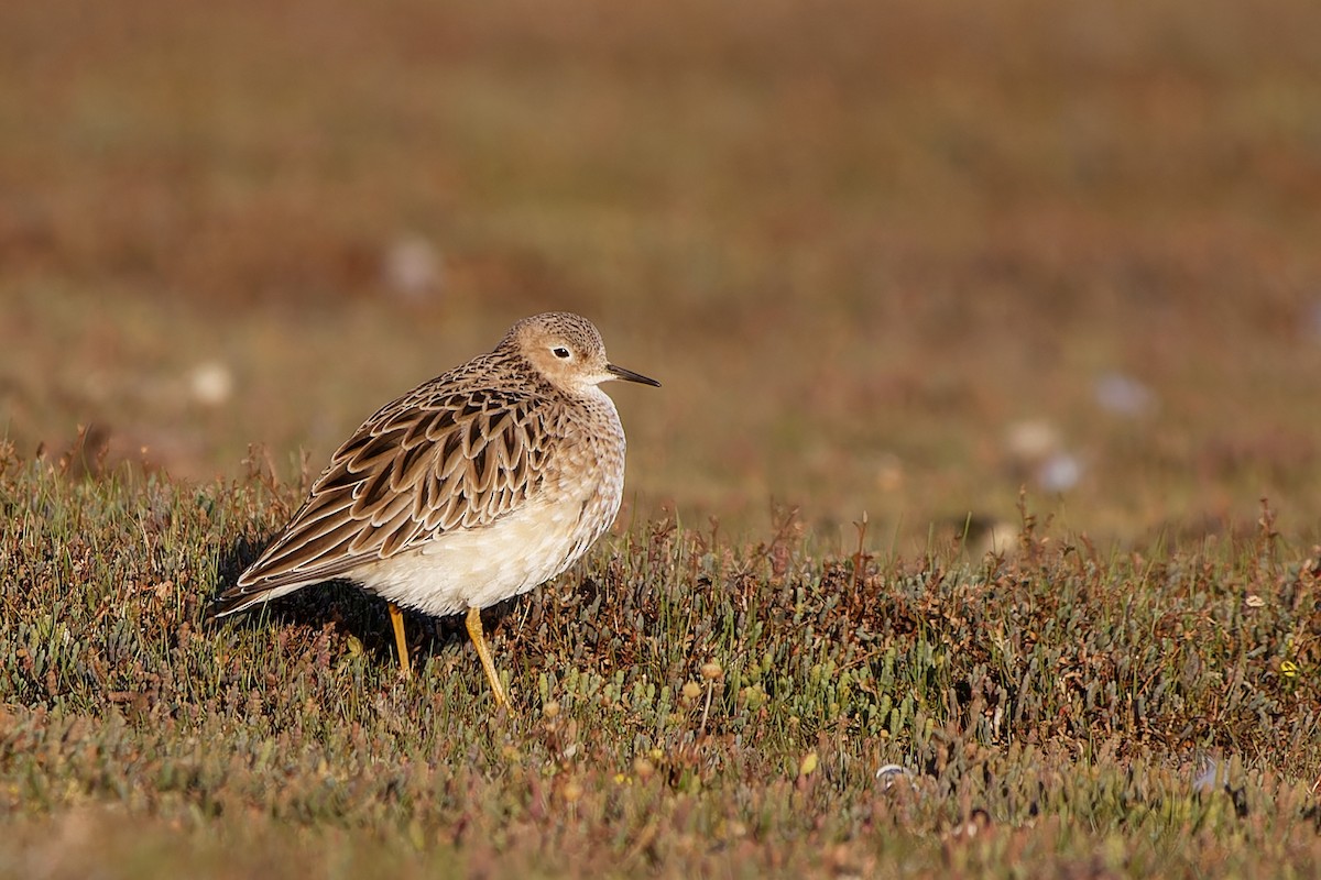 Buff-breasted Sandpiper - ML556800351