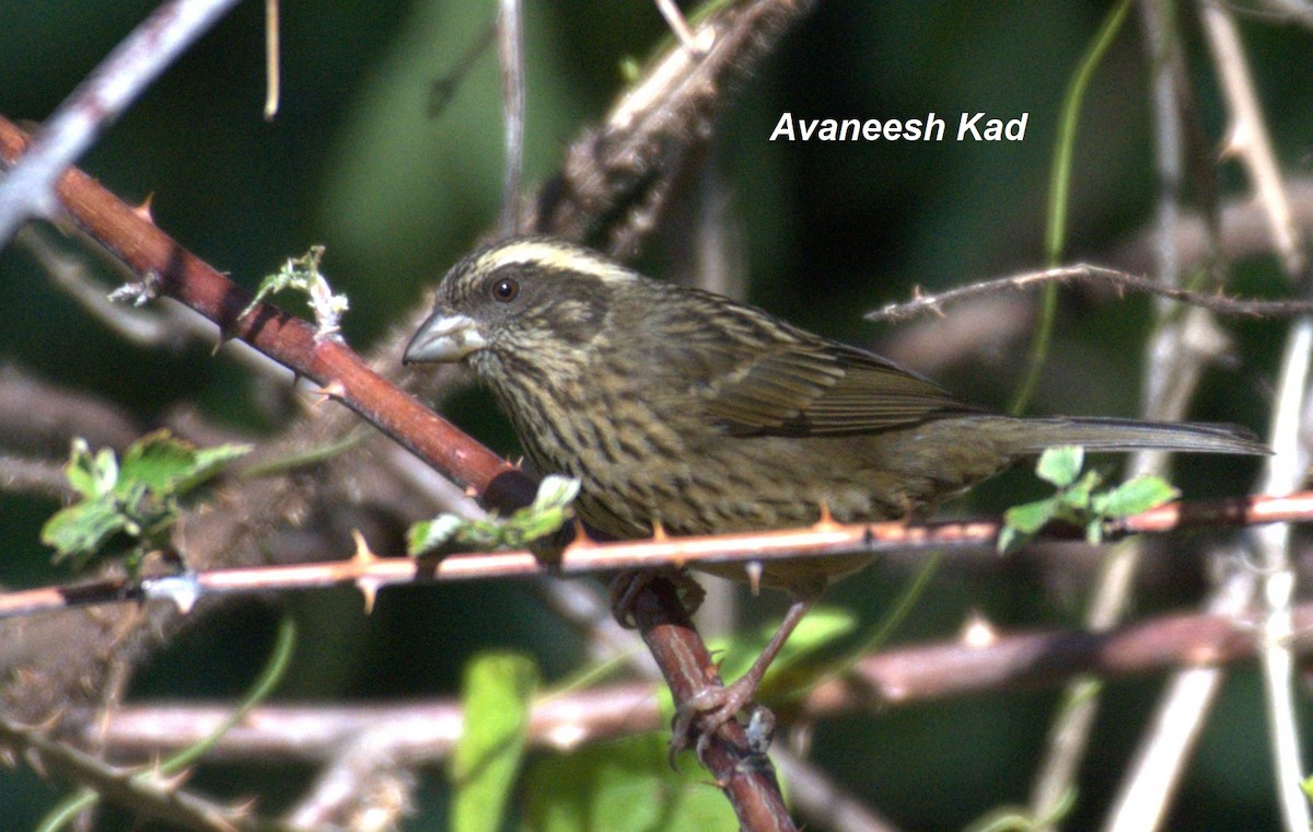 Spot-winged Rosefinch - ML556800501