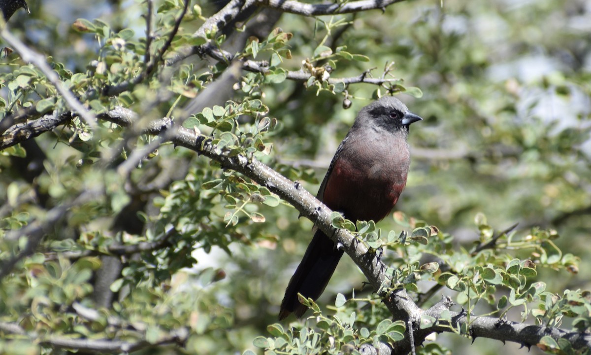 Black-faced Waxbill - Jacob Henry