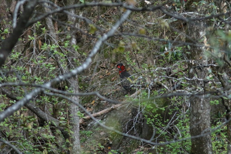 Western Tragopan - ML556801301