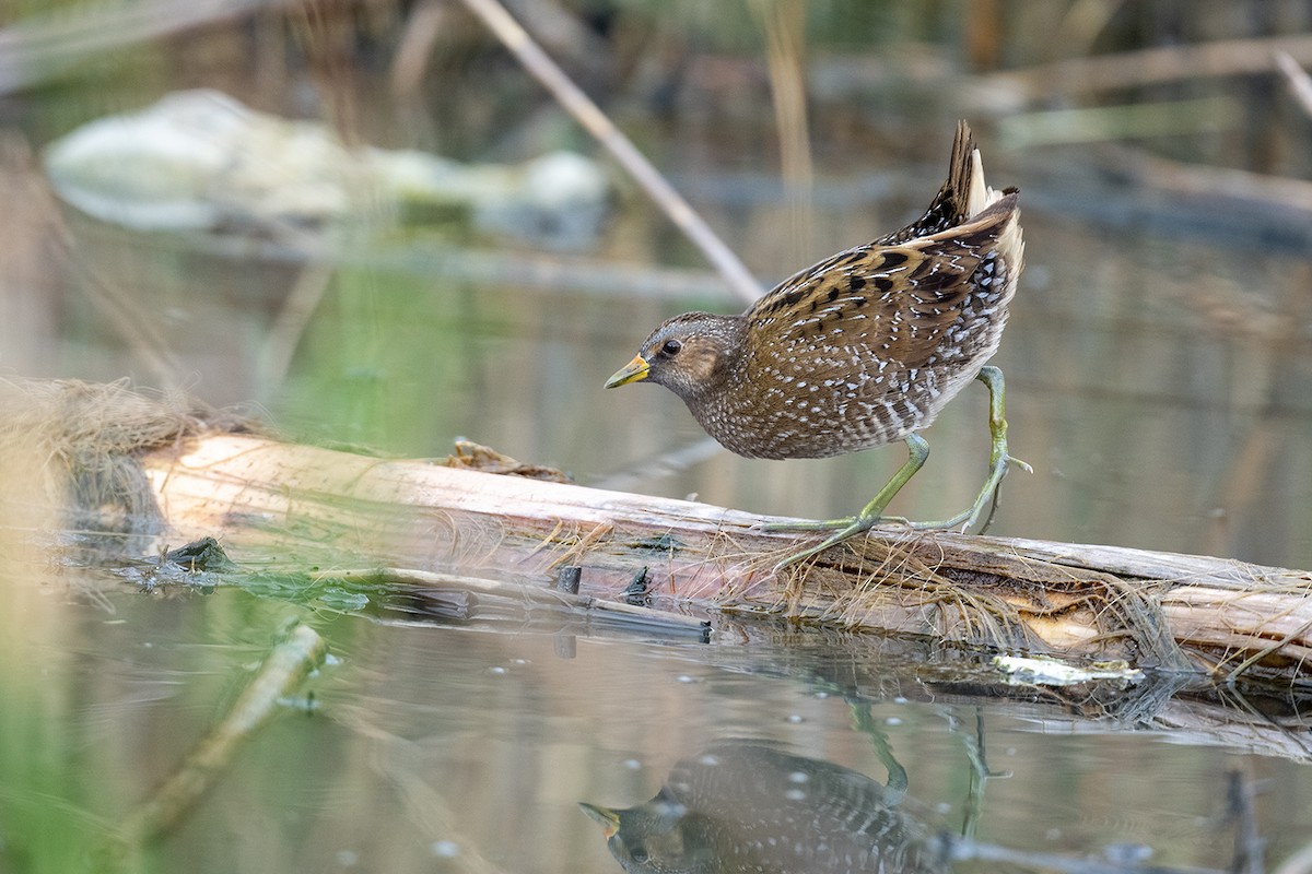 Spotted Crake - Mehmet ertan Tiryaki