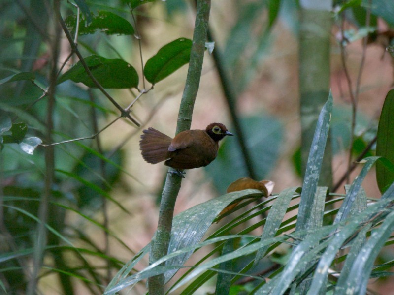 Harlequin Antbird - ML556801741