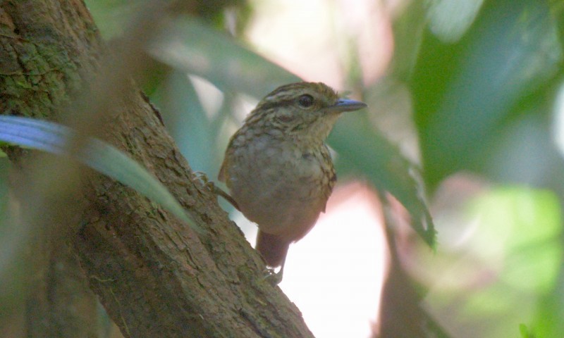 Manicore Warbling-Antbird - ML556802181