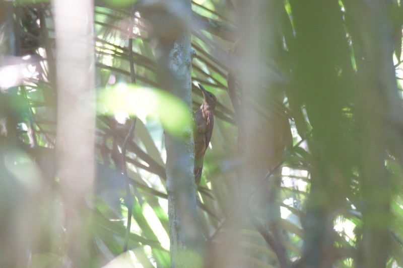 Hoffmanns's Woodcreeper - ML556802681