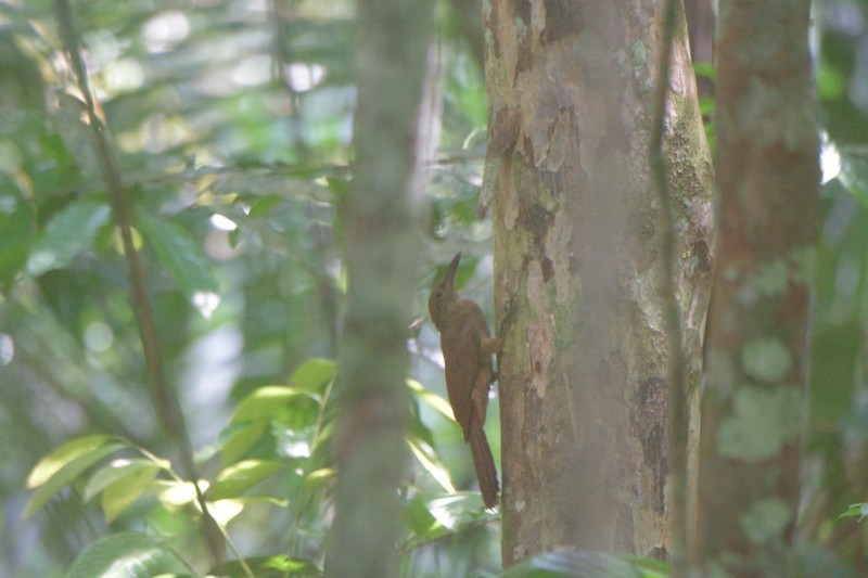 Hoffmanns's Woodcreeper - ML556802731