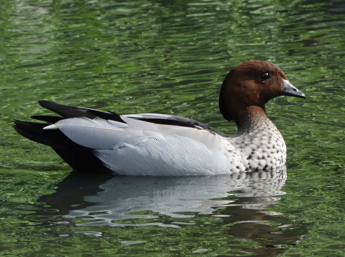 Maned Duck - ML556804191