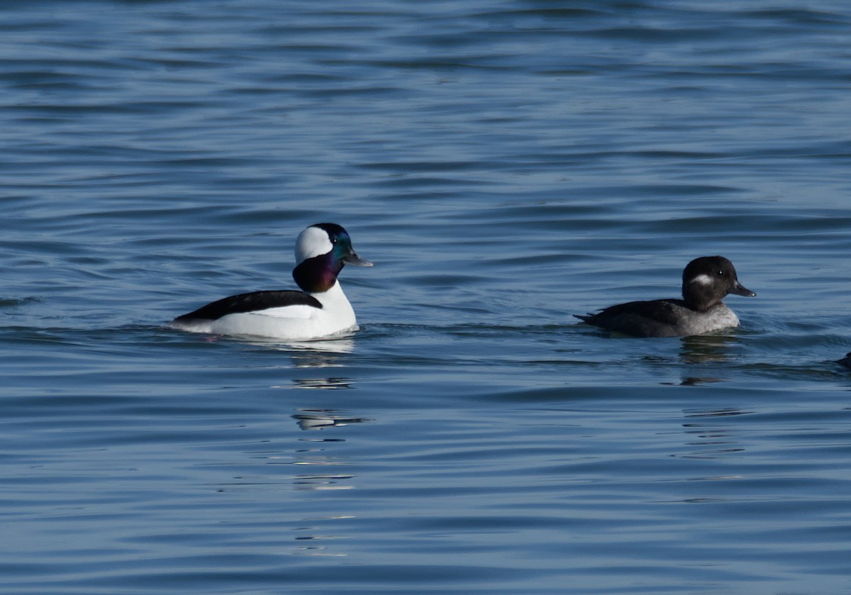 Bufflehead - Nathaniel Miller