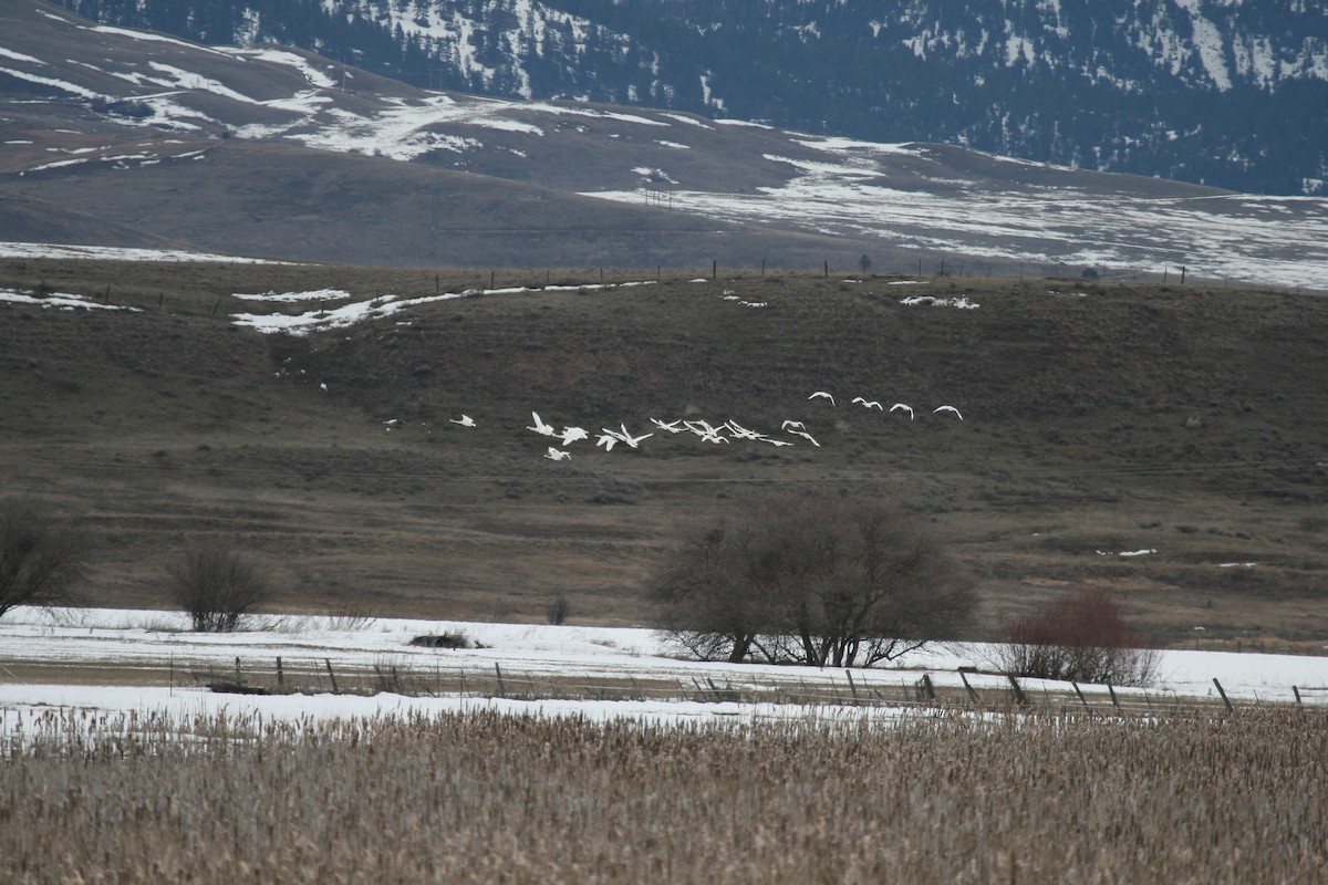 Tundra Swan - ML55680681