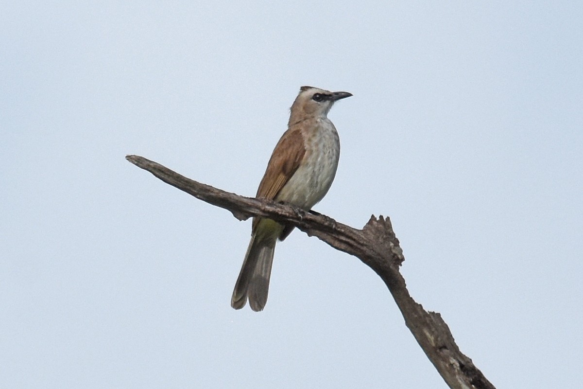 Yellow-vented Bulbul - ML55680691