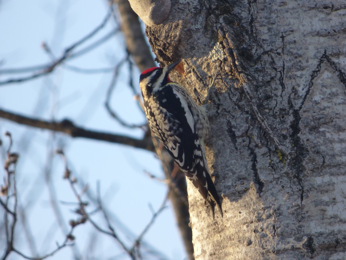 Yellow-bellied Sapsucker - ML556807791