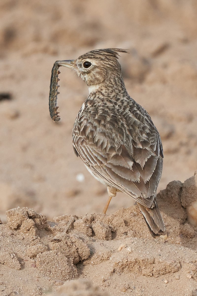 Crested Lark - ML556807961