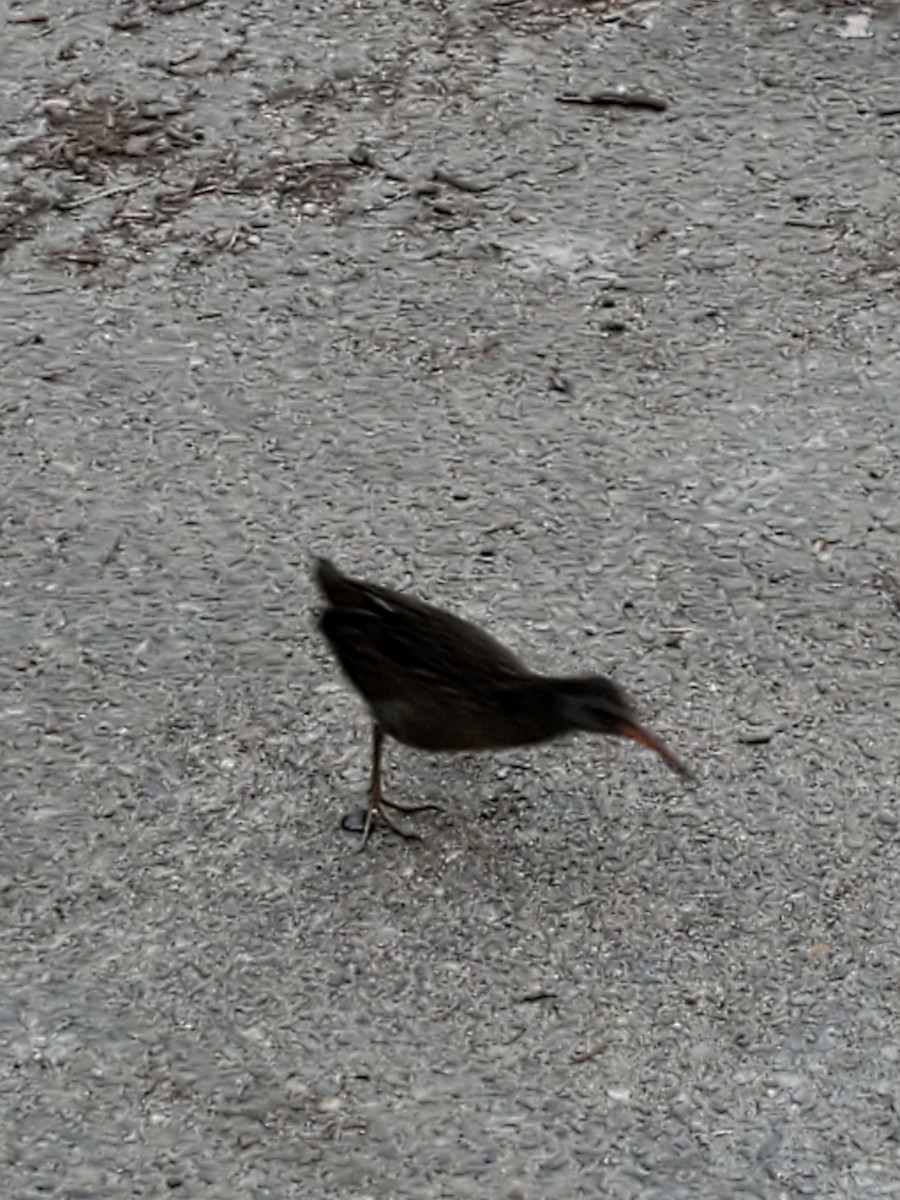 Virginia Rail - ML556808001