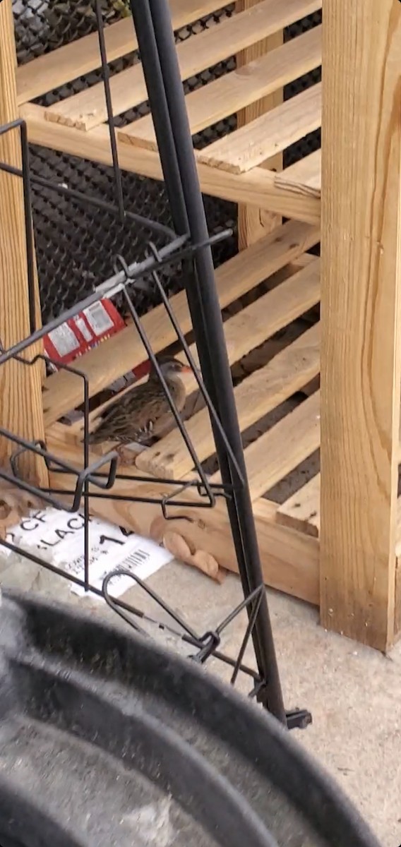 Virginia Rail - ML556808331