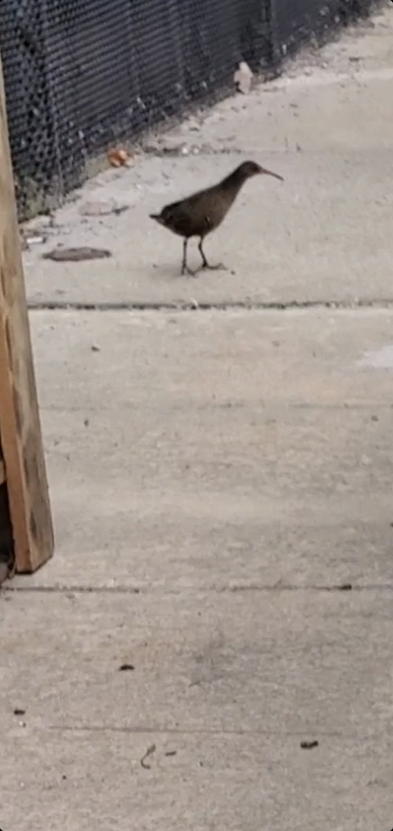 Virginia Rail - ML556808351