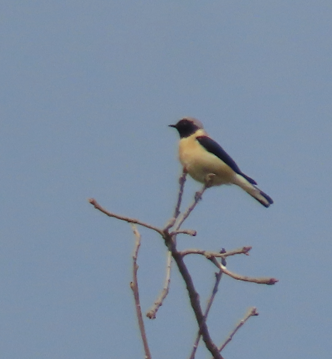 Eastern Black-eared Wheatear - ML556809961