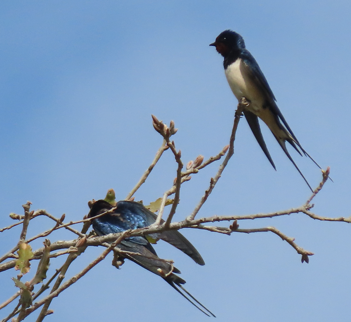 Barn Swallow - ML556810001