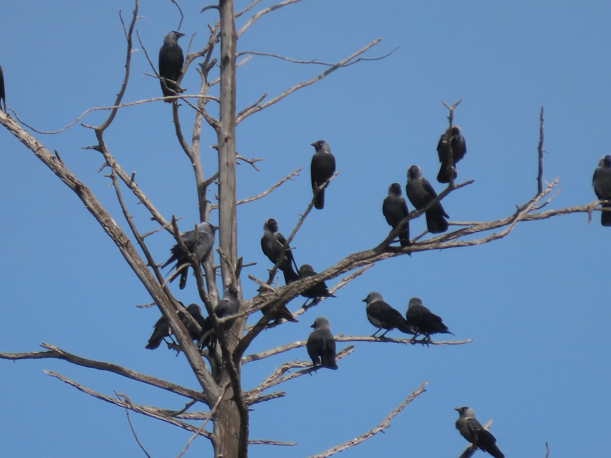 Hooded Crow - ML556810051