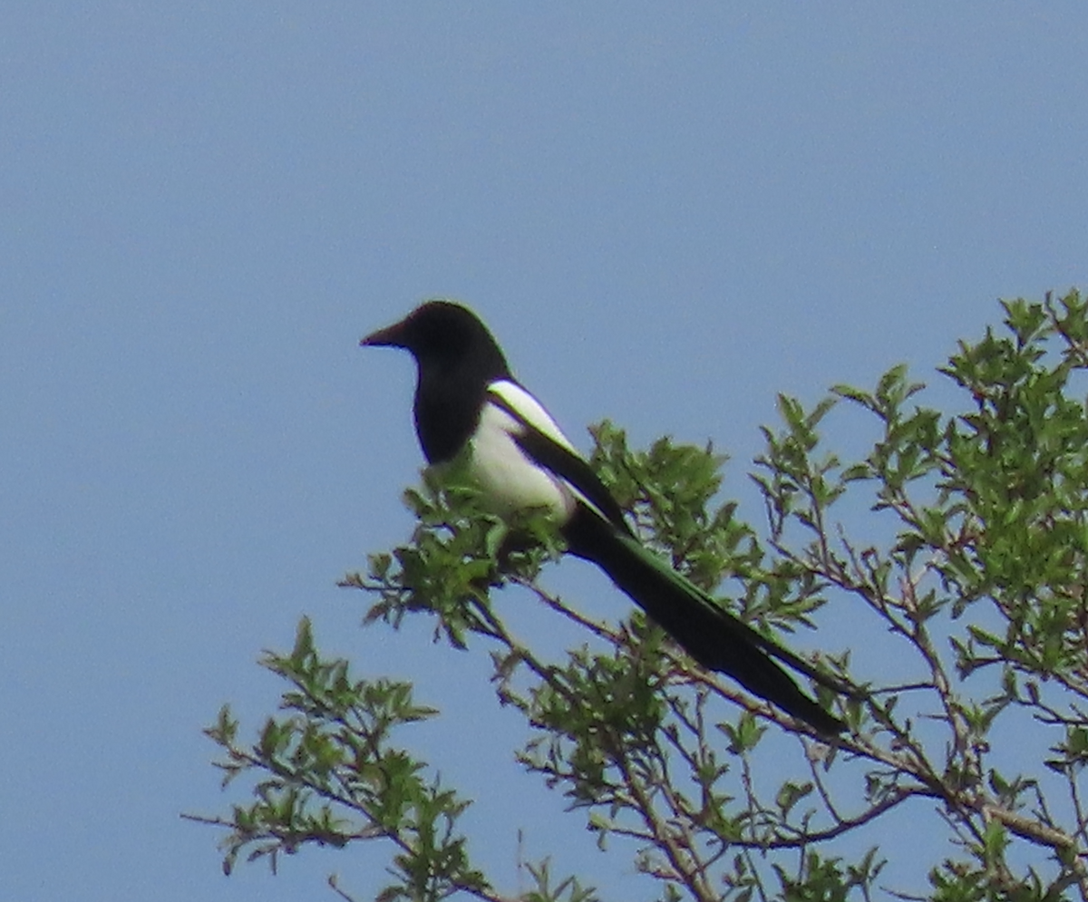 Eurasian Magpie - ML556810081