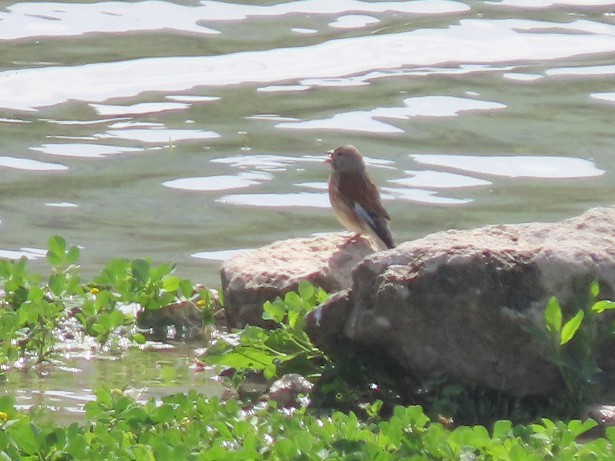 Eurasian Linnet - ML556810131