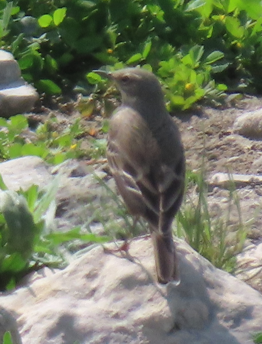 Water Pipit - ML556810491