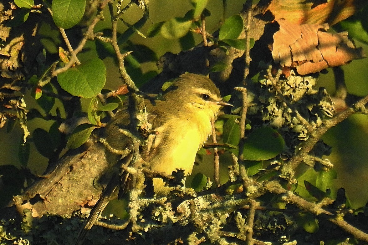 Greater Wagtail-Tyrant - ML556810551