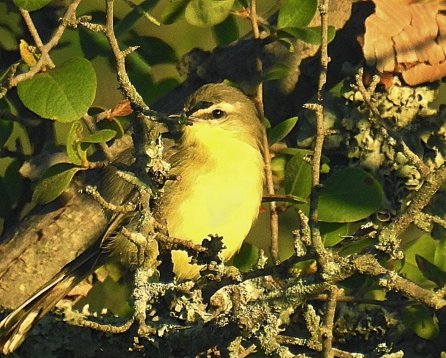 Greater Wagtail-Tyrant - Daniel Lescano