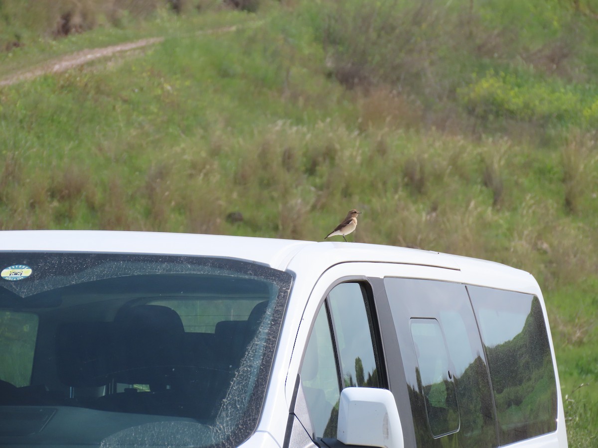 Northern Wheatear - ML556810571