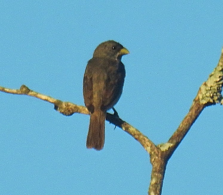 Double-collared Seedeater - Daniel Lescano