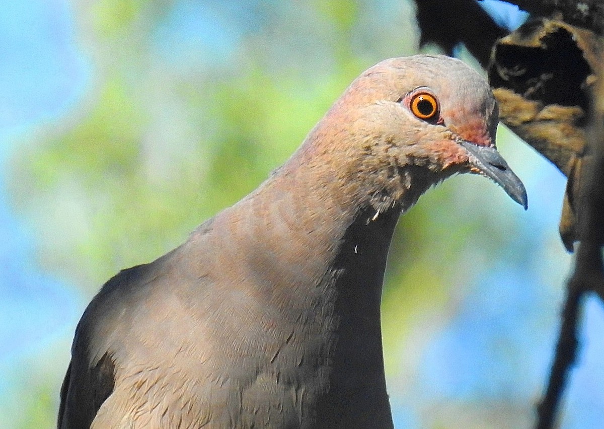 White-tipped Dove - Daniel Lescano