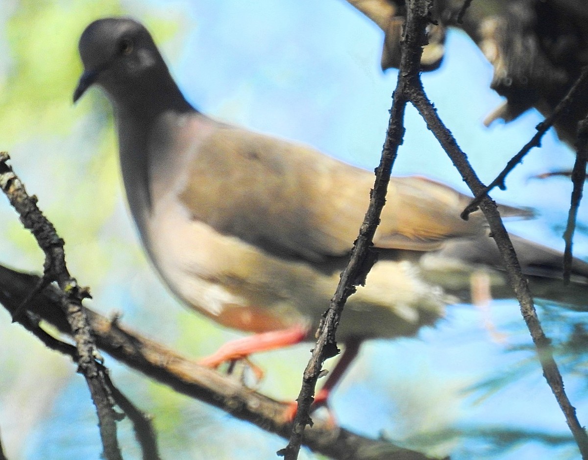 White-tipped Dove - Daniel Lescano